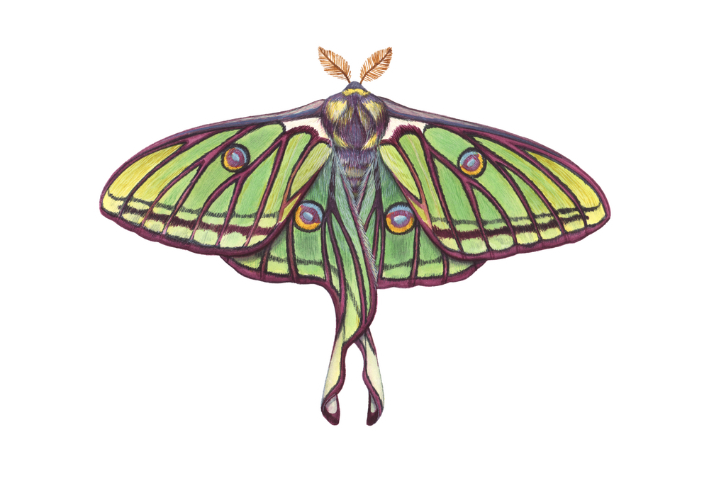 Spanish Moon moth illustration